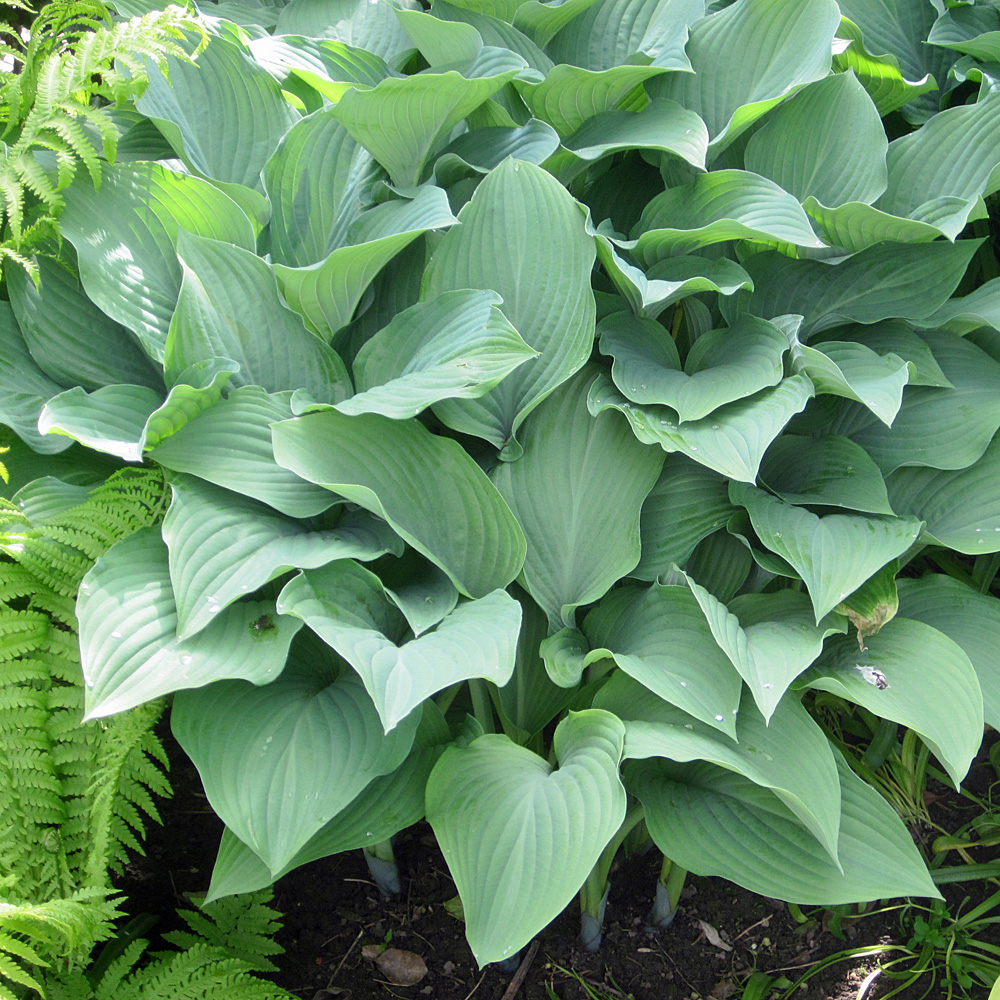 Funkie Krossa Regal, Hosta, Unterbepflanzung
