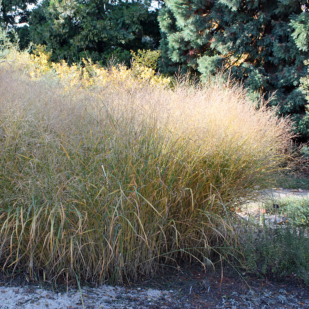 Rutenhirse Strictum, Panicum, Ziergras mit filigranen Blütenähren