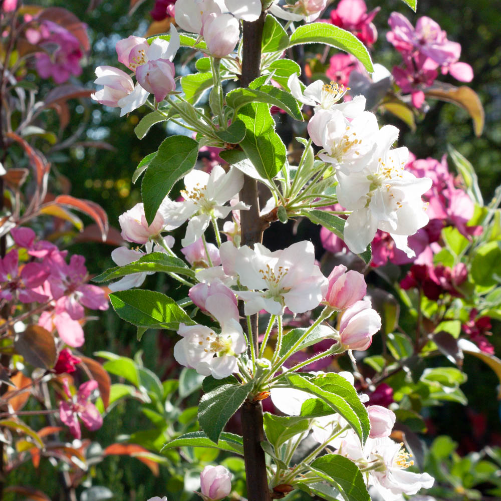Zierapfel 'Evereste' ®