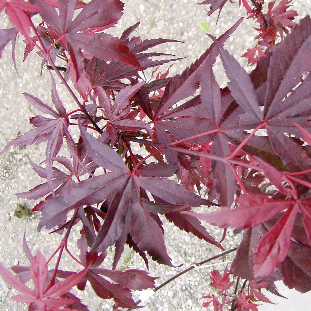 Fächerahorn, Ahorn, Acer, Skeeters Broom, Blattschmuck, Herbstfärbung