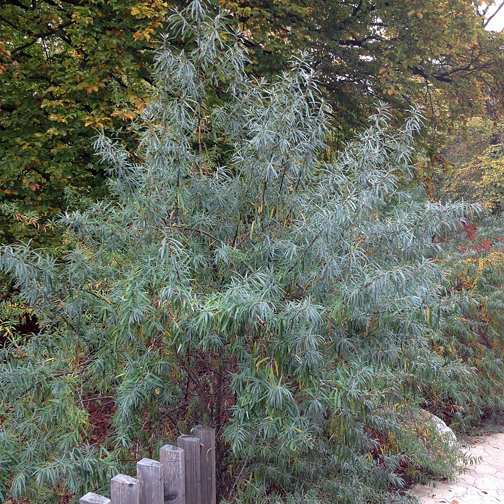 Sanddorn Pollmix, Hippophae, Laubgehölz