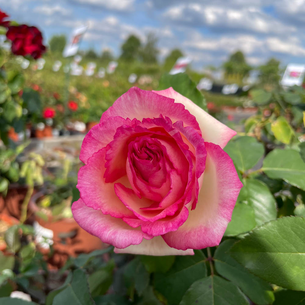 Edelrose 'Souvenir de Baden Baden' ®