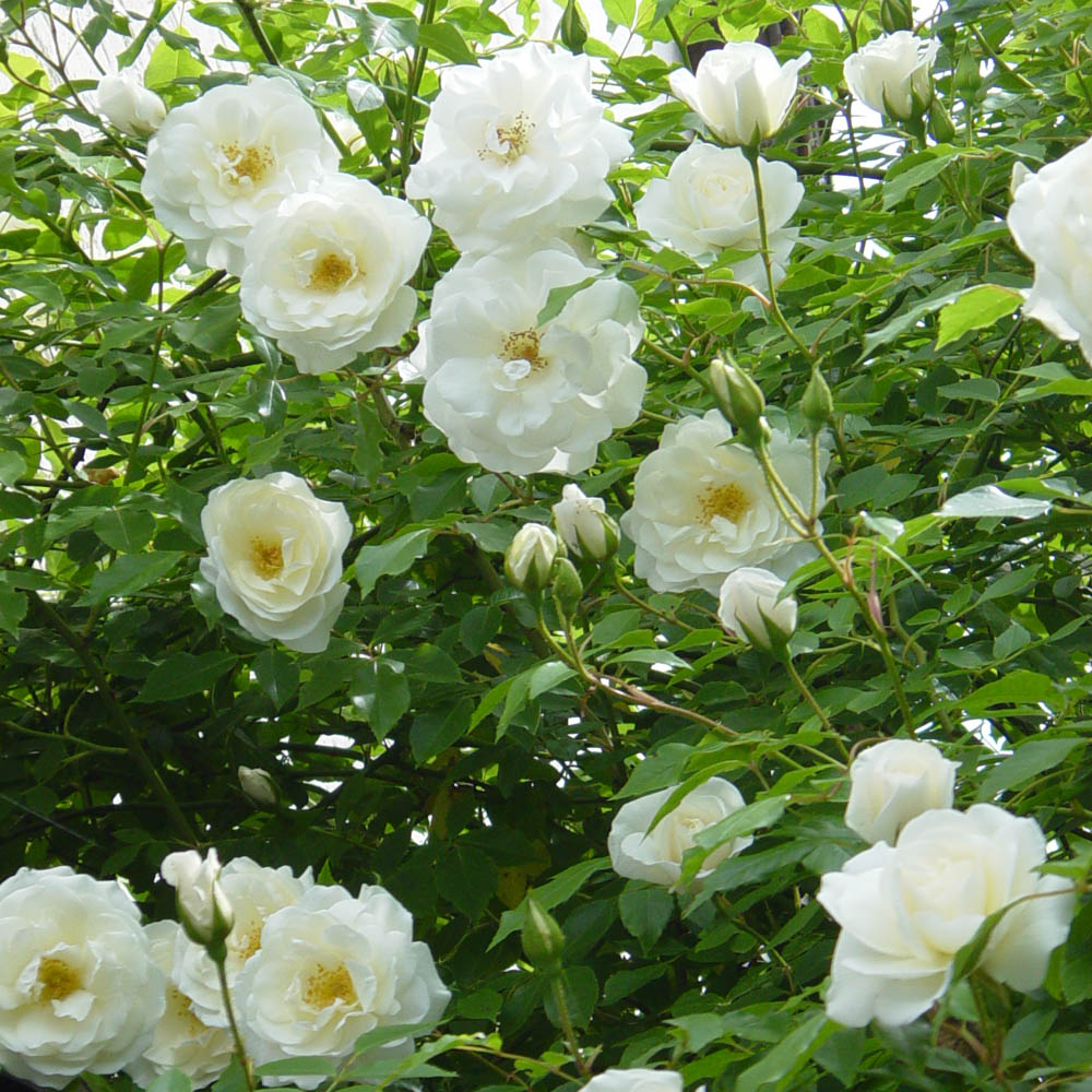 Strauchrose 'Schneewittchen' ®