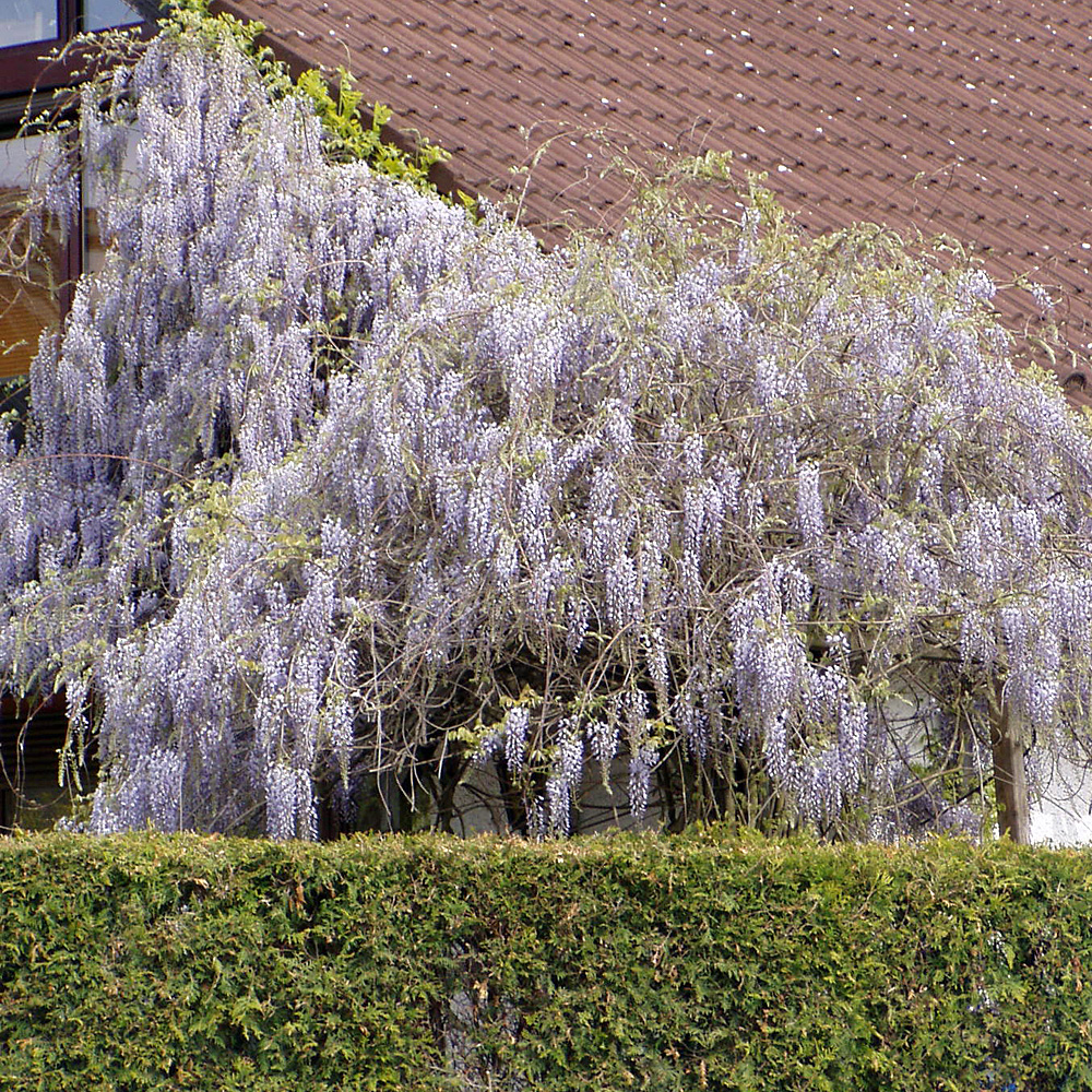 Amerikanischer Blauregen 'Longwood Purple'