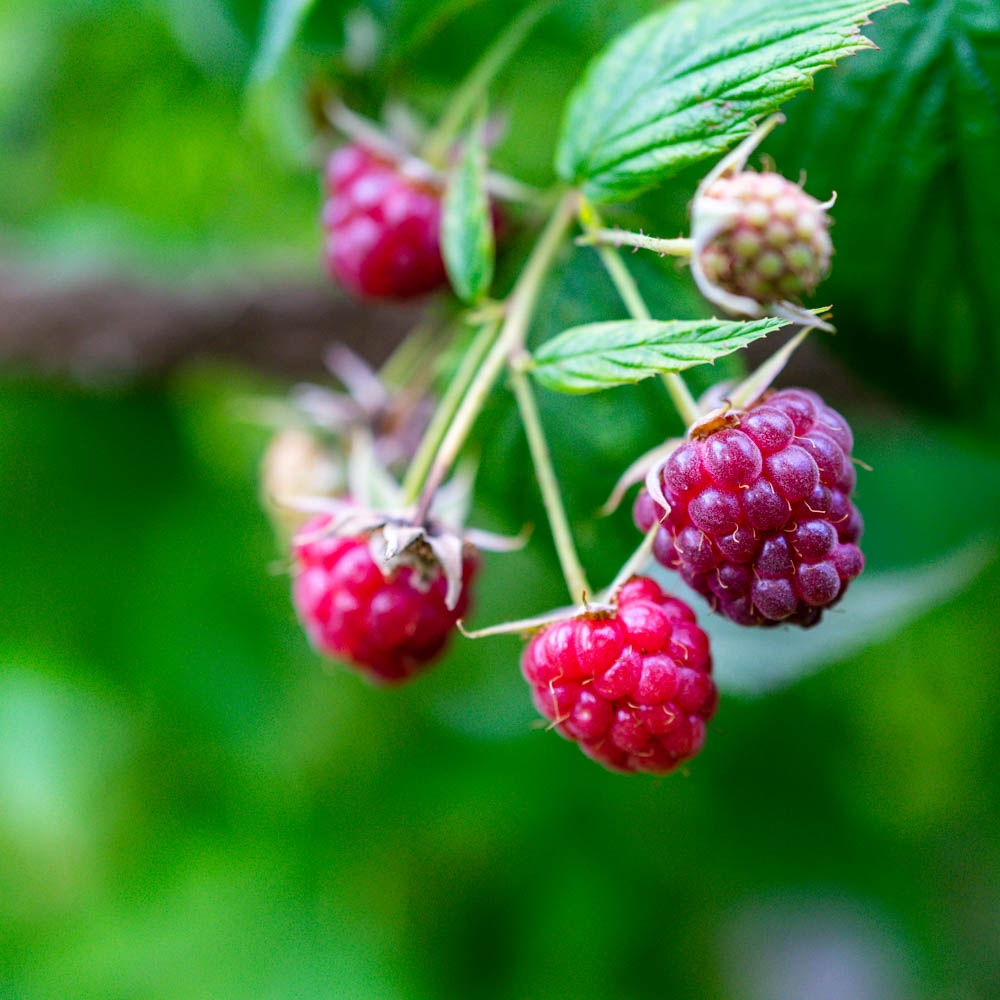 Zwerg Himbeere 'Lowberry' ® 'Little Sweet Sister' ®