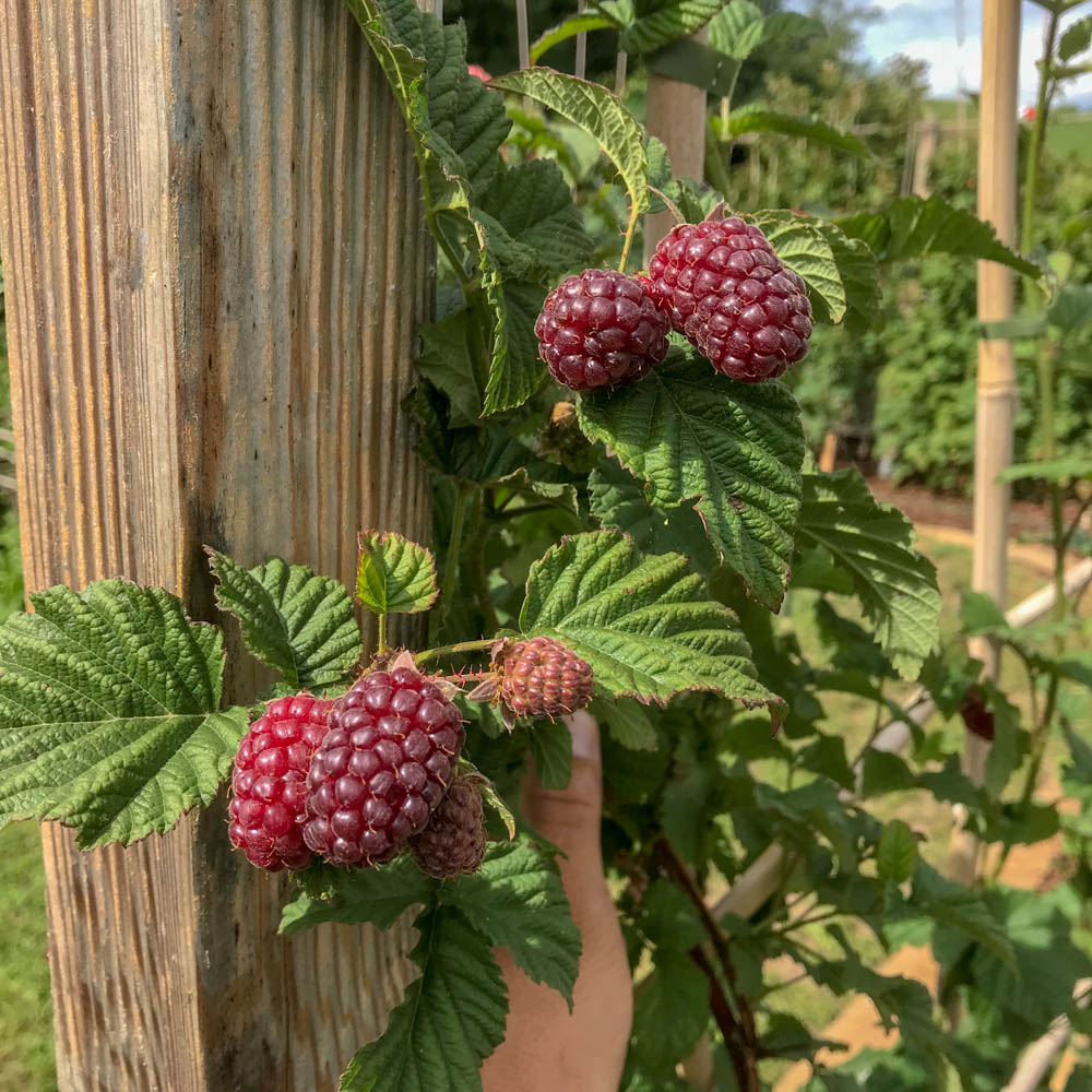Himbeere-Brombeere Kreuzung 'Tayberry'