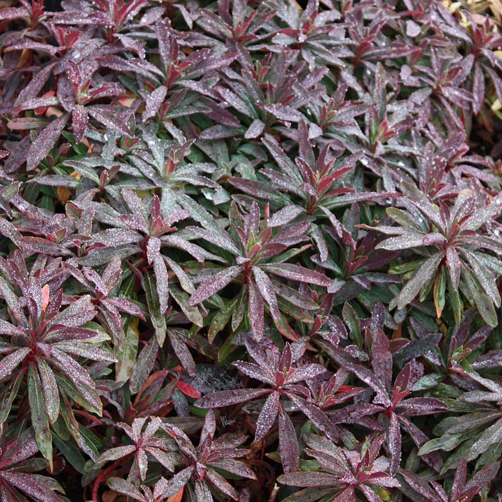 Wolfsmilch Purpurea, Blattschmuck, Beetpflanze