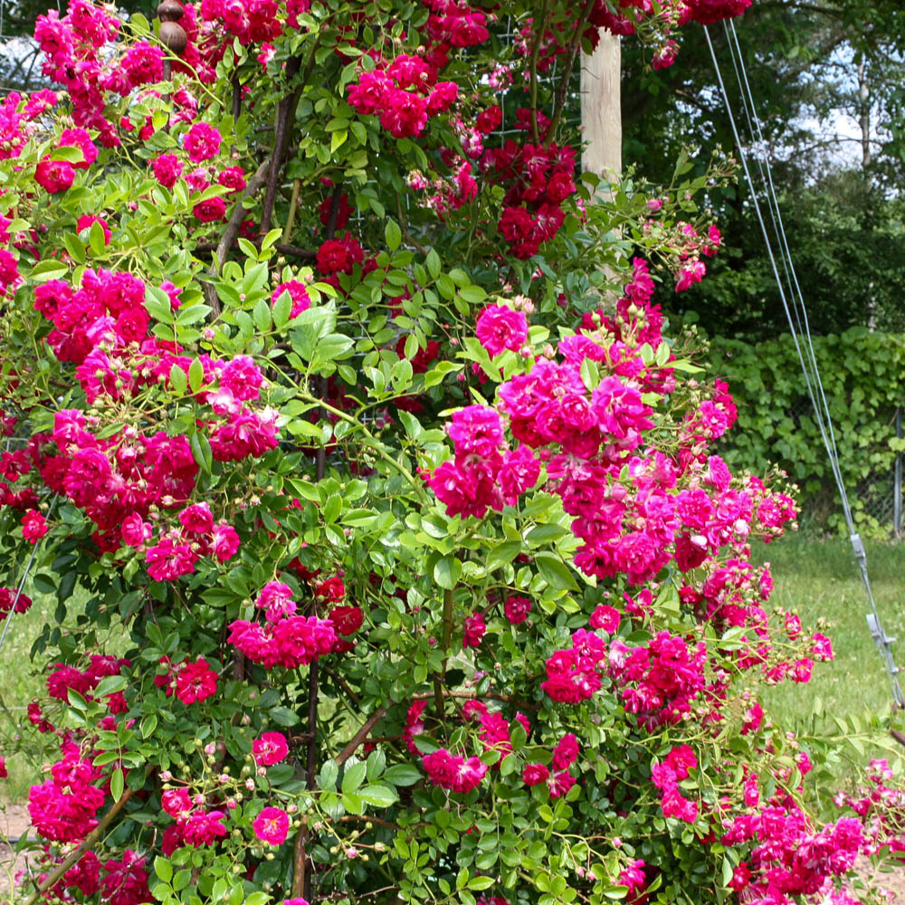 Kletterrose 'Super Excelsa' ®