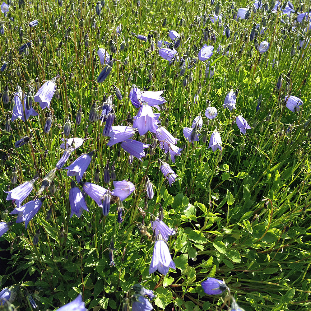 Zwerg Glockenblume Blue Baby, Blaue Blüten