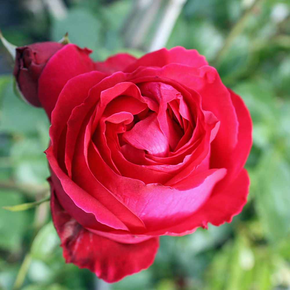 Strauchrose Red Eden Rose, Rose, Blütenpflanze