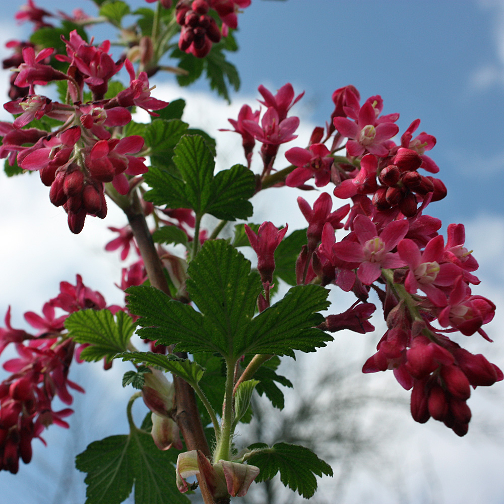 Blutjohannisbeere, Ribes, Ziergehölz