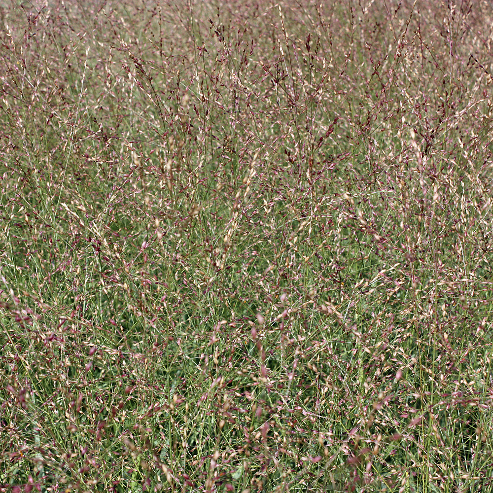 Rutenhirse 'Rotstrahlbusch'