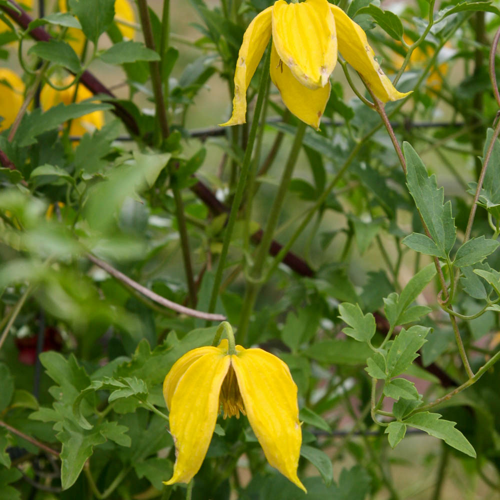 Clematis orientalis 'Bill McKenzie'