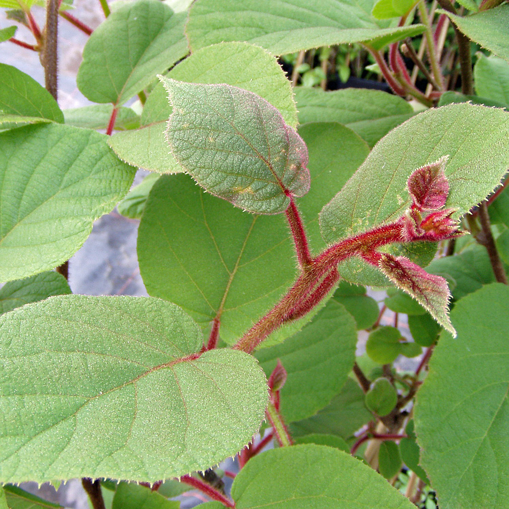 Männliche Kiwi 'Tomuri'