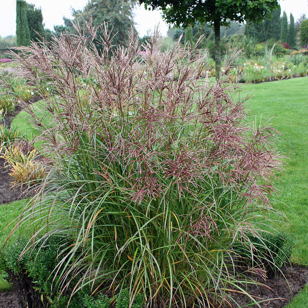 Chinaschilf 'Sioux'