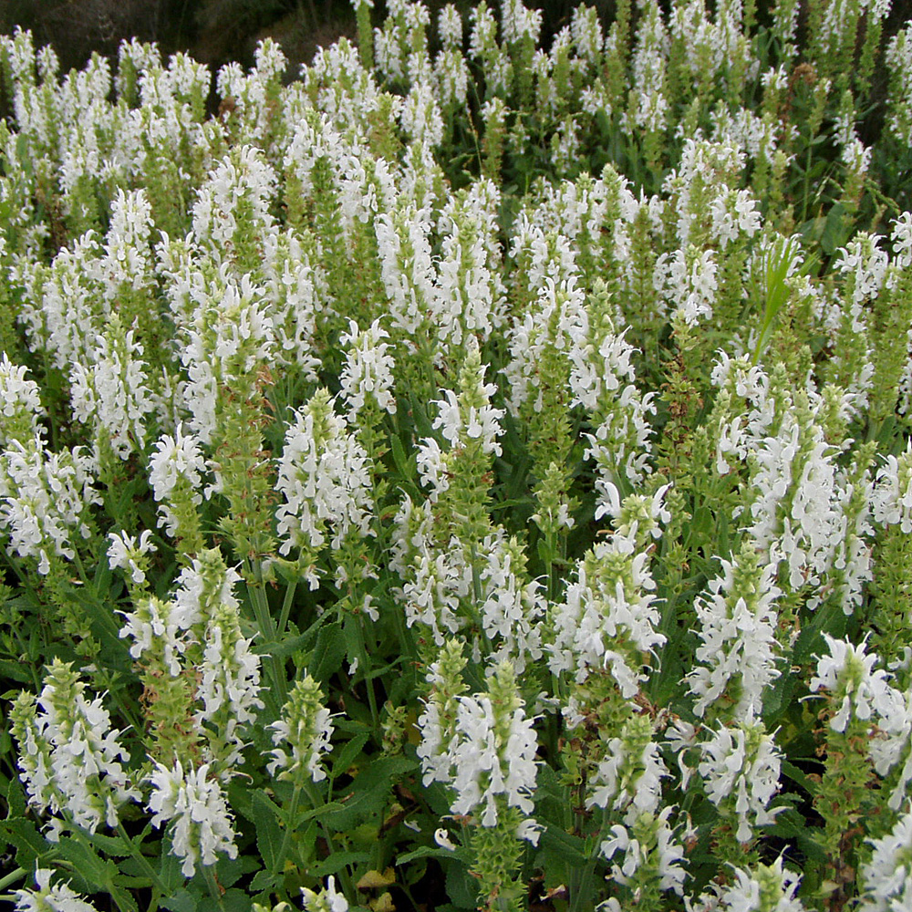 Salbei Adrian, Salvia, Blütenstaude, Zierpflanze