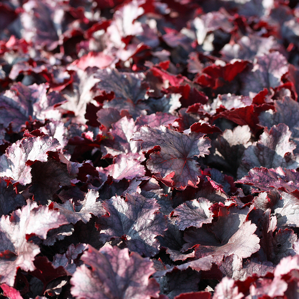 Purpurglöckchen Plum Pudding, Heuchera, Blattschmuck