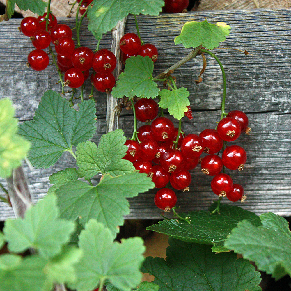 Rote Johannisbeere 'Rovada'