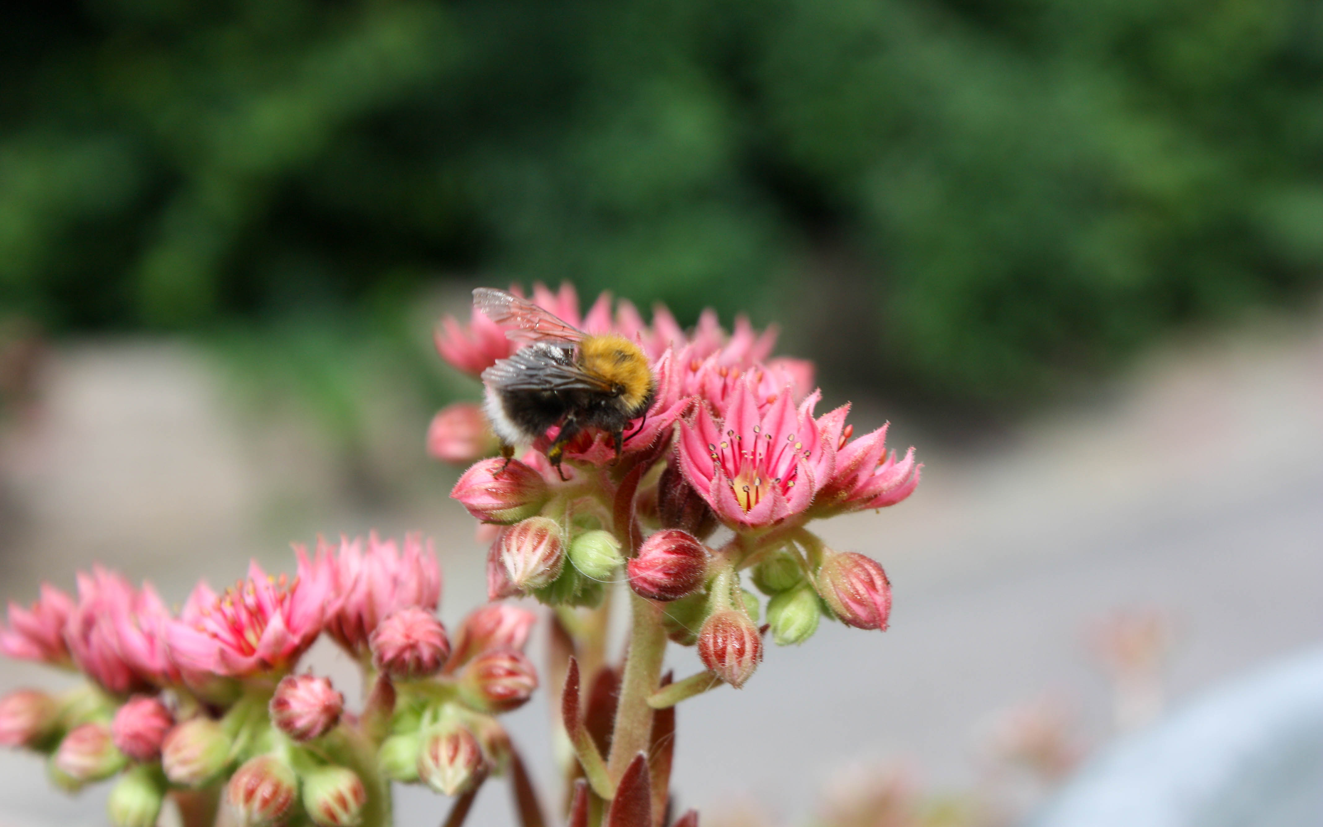 Schmetterlings- und Bienenweiden