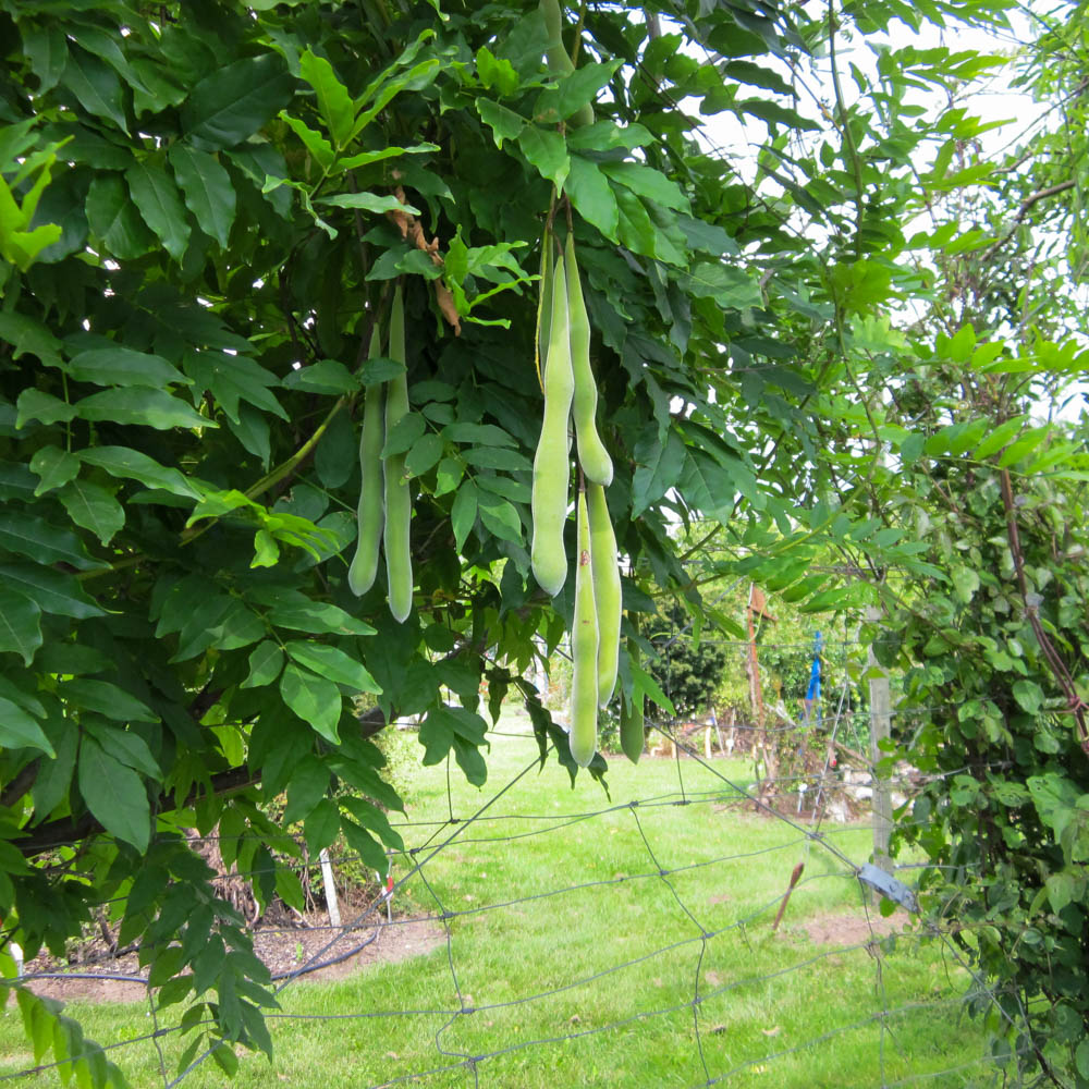 Chinesischer Edelblauregen