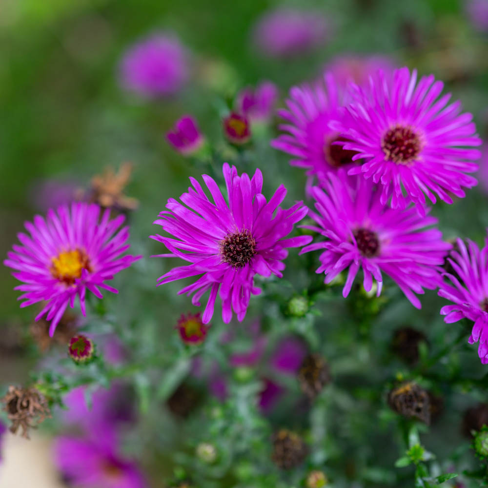 Kissenaster 'Jenny'