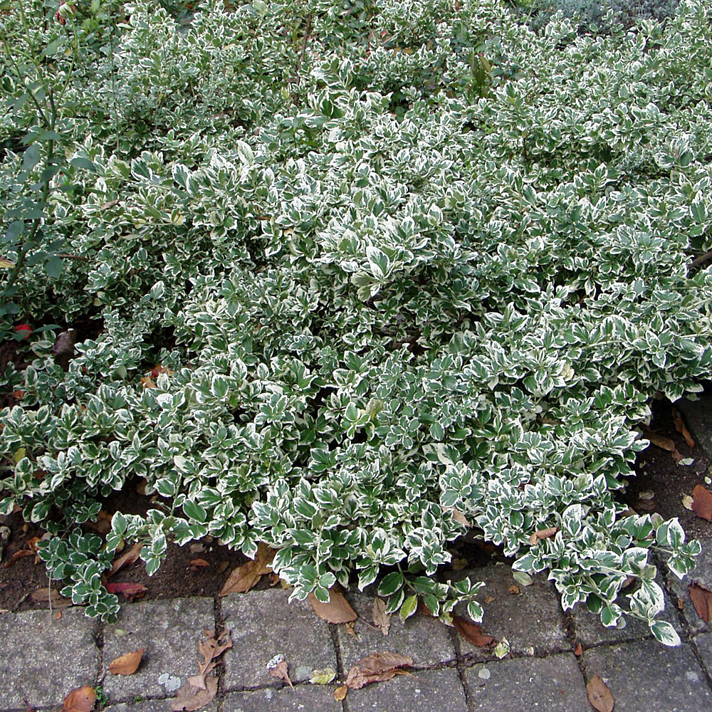 Kriechspindel Emarald Gaiety, Blattschmuck, Bodendecker
