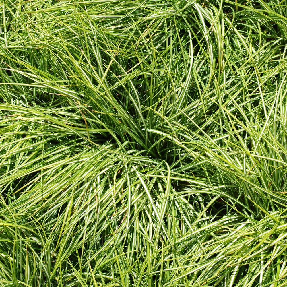 Palmwedel Segge 'Silberstreif'
