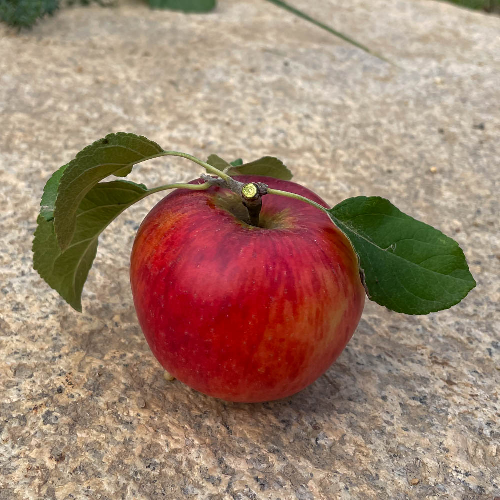 Apfel 'Gerlinde' ®