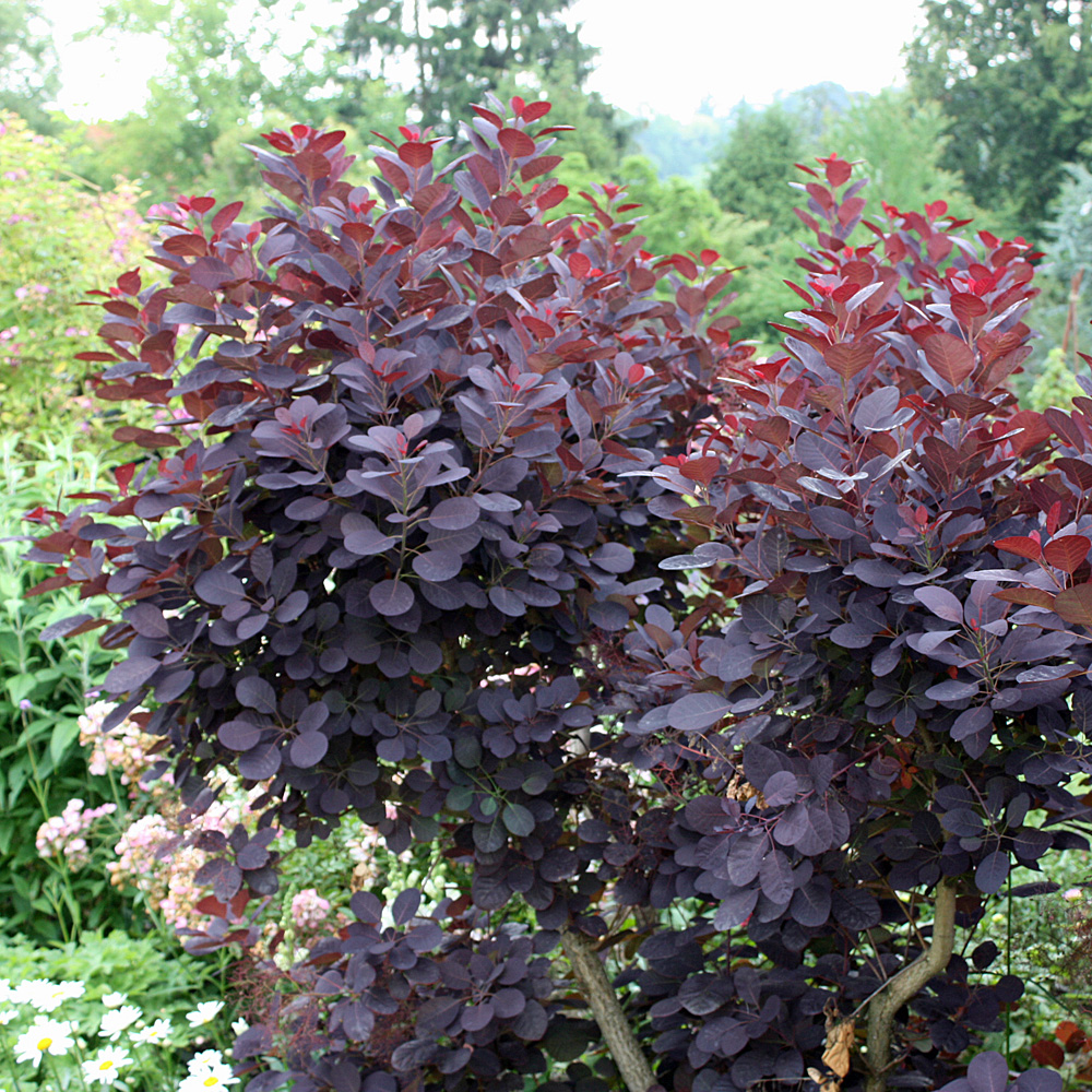 Roter Perückenstrauch, Cotinus, Blattschmuck