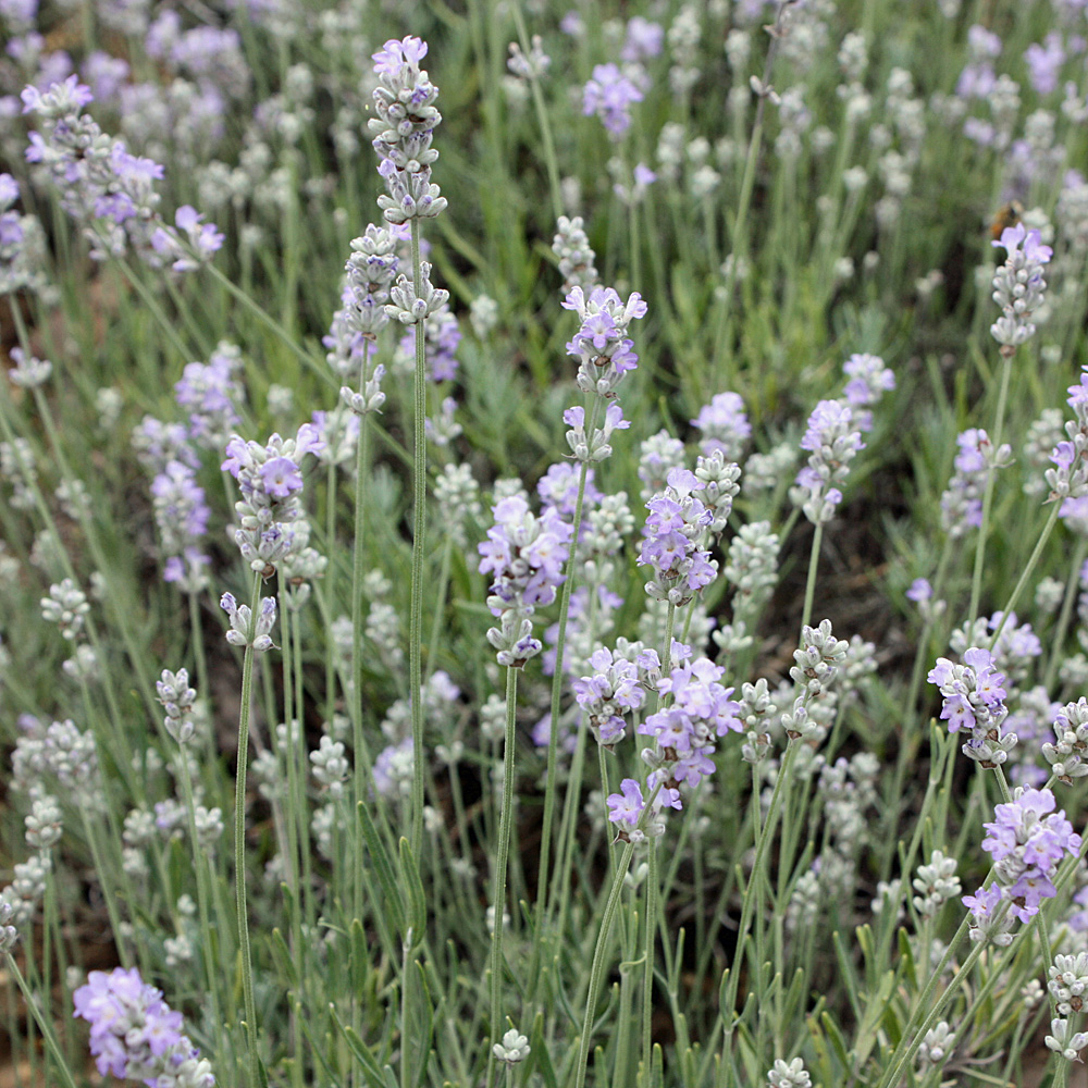 Lavendel, Lavandula, Duftpflanze, Blütenstrauch