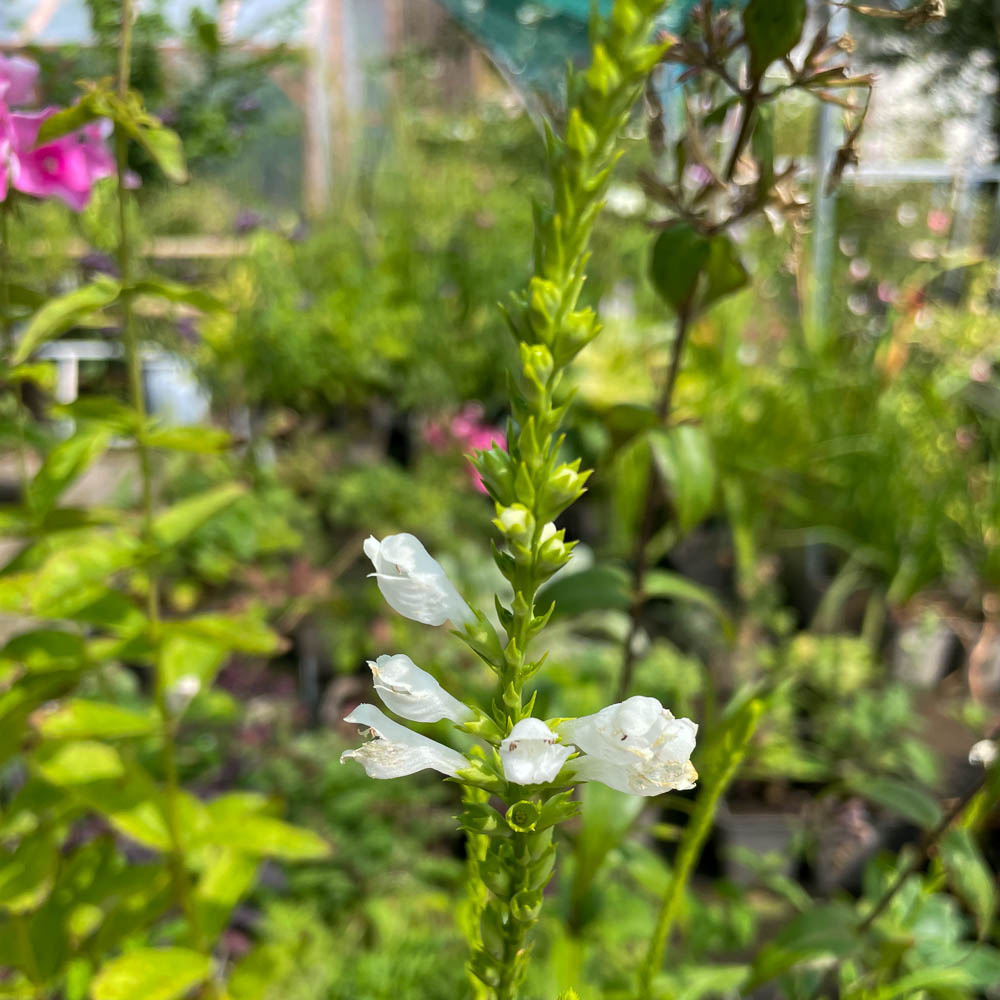 Gelenkblume 'Schneekrone'