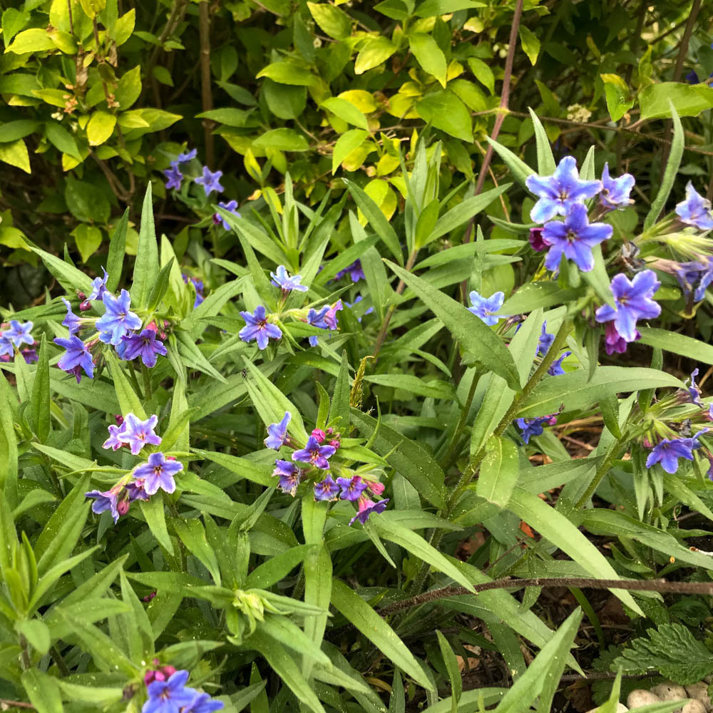Blauroter Steinsame