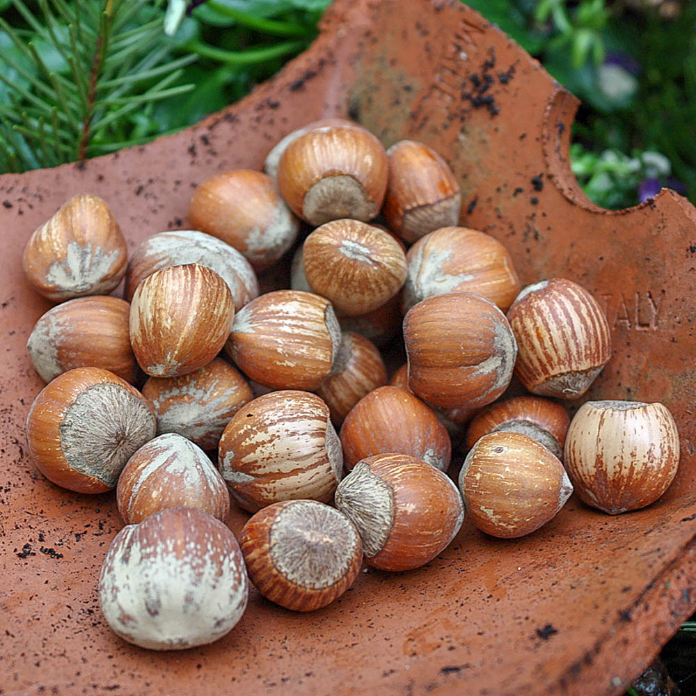 Haselnuss 'Wunder aus Bollweiler'