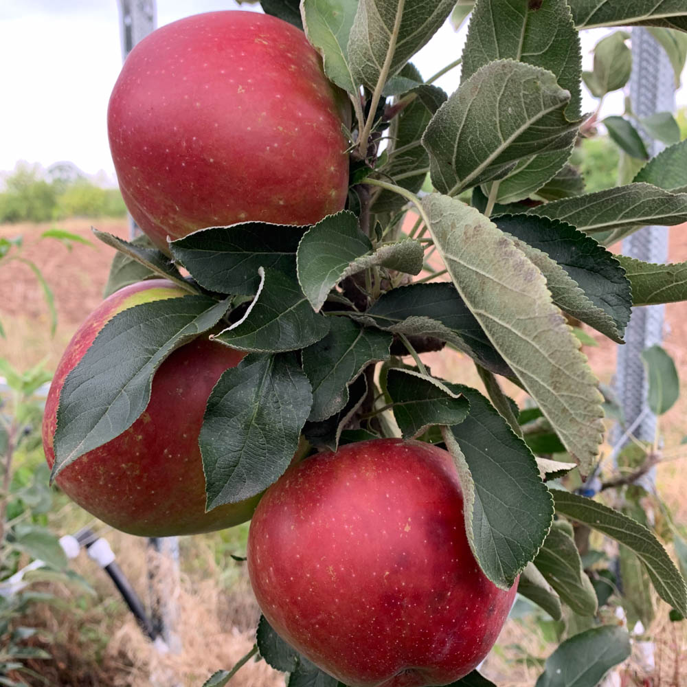 Säulenapfel 'Rumba' ®