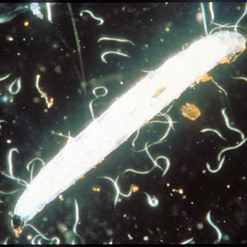 Nematoden, Trauermücken, Nützling