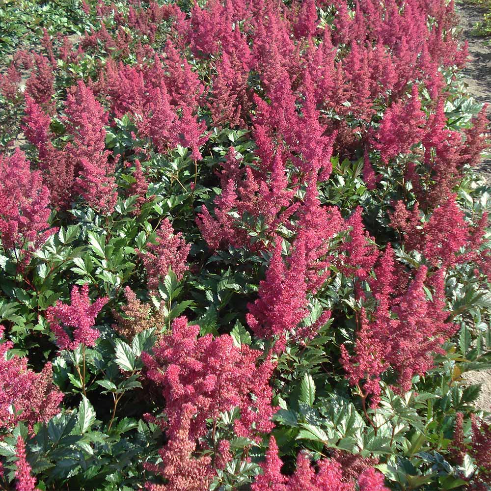 Prachtspiere 'Montgomery'