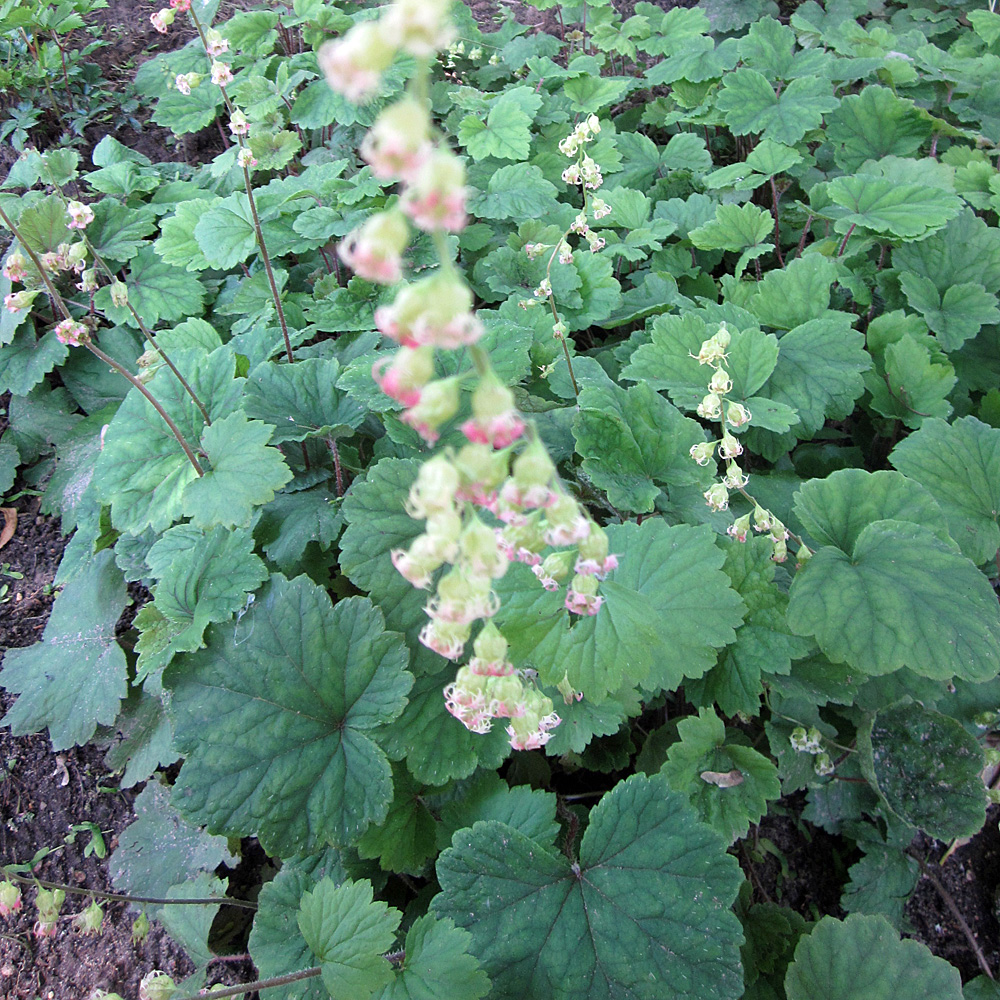 Alraunwurzel, Tellima, Bodendecker, Schattenpflanze