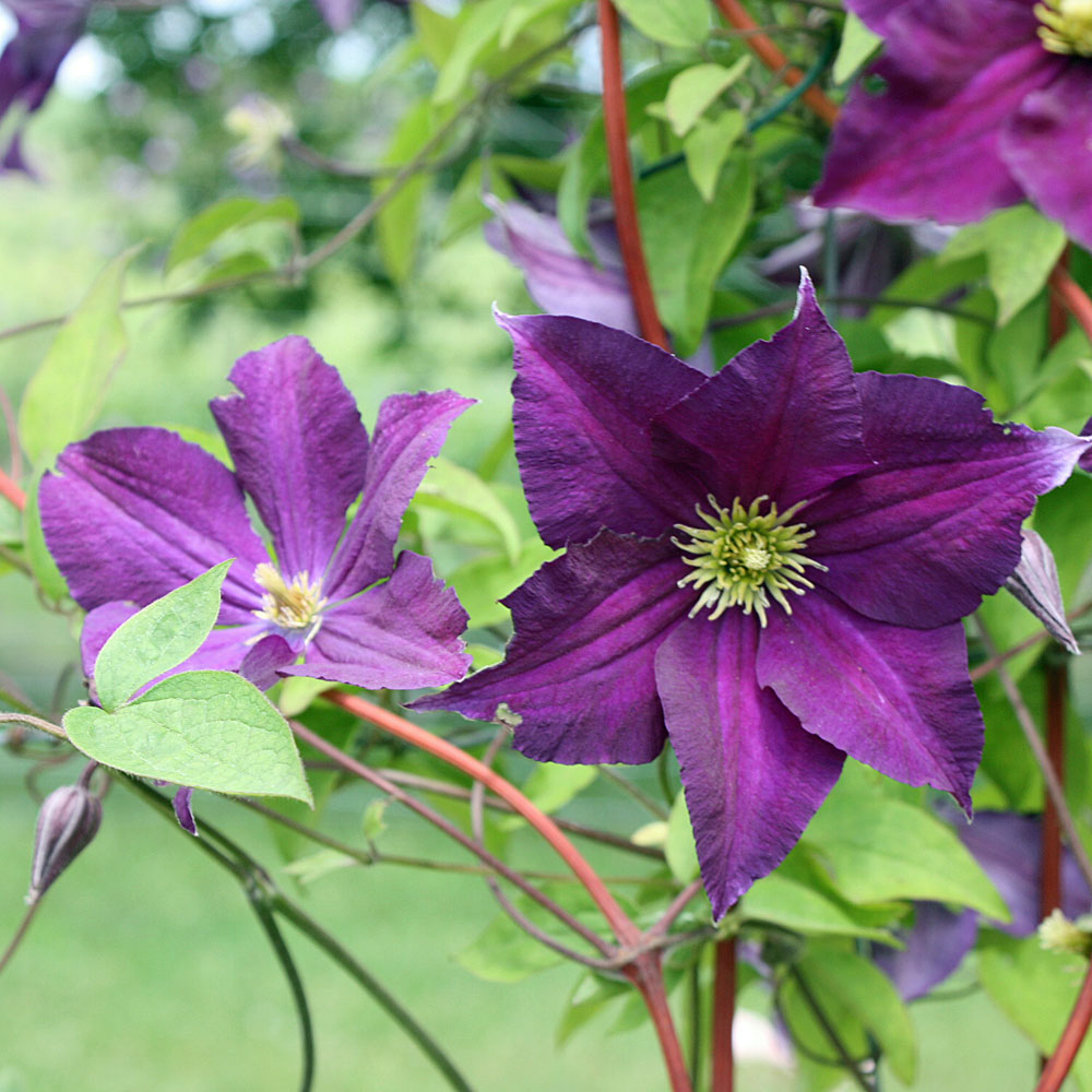 Clematis viticella Viola