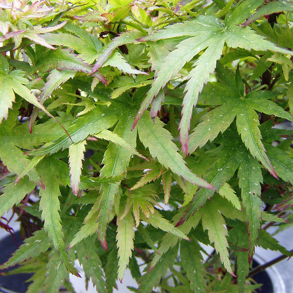 Fächerahorn, Ahorn, Acer, Blattschmuckstaude