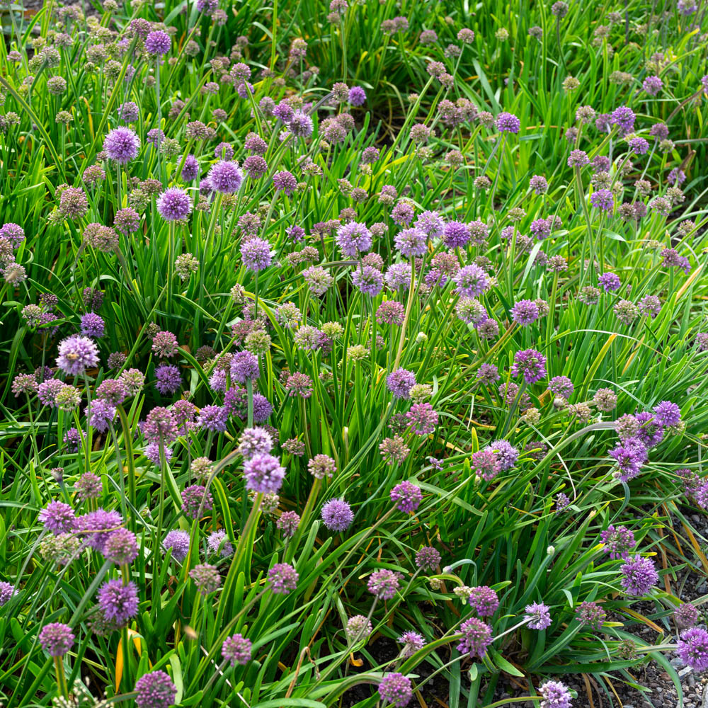 Sommer-Zierlauch 'Summer Beauty'