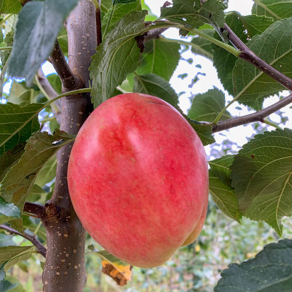 Apfel 'Rebella' ®