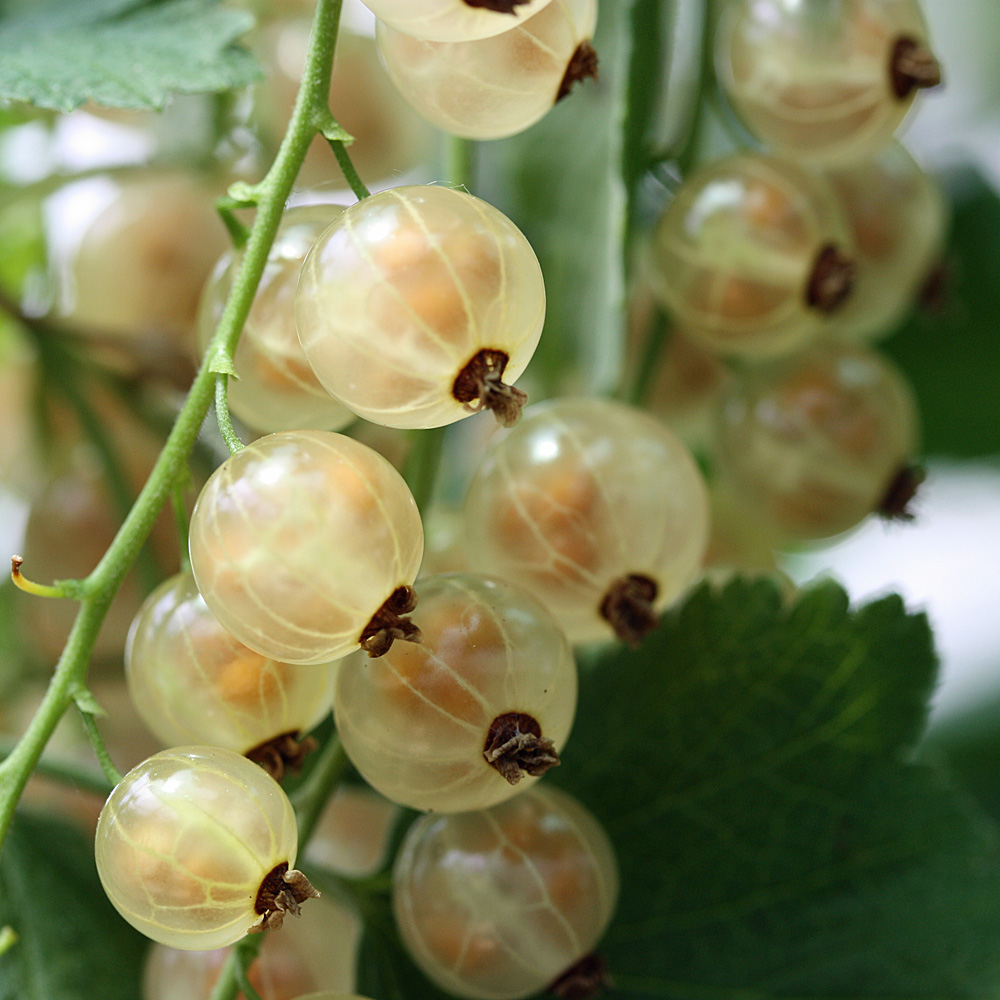 Stämmchen Johannisbeere 'Weiße Versailler'
