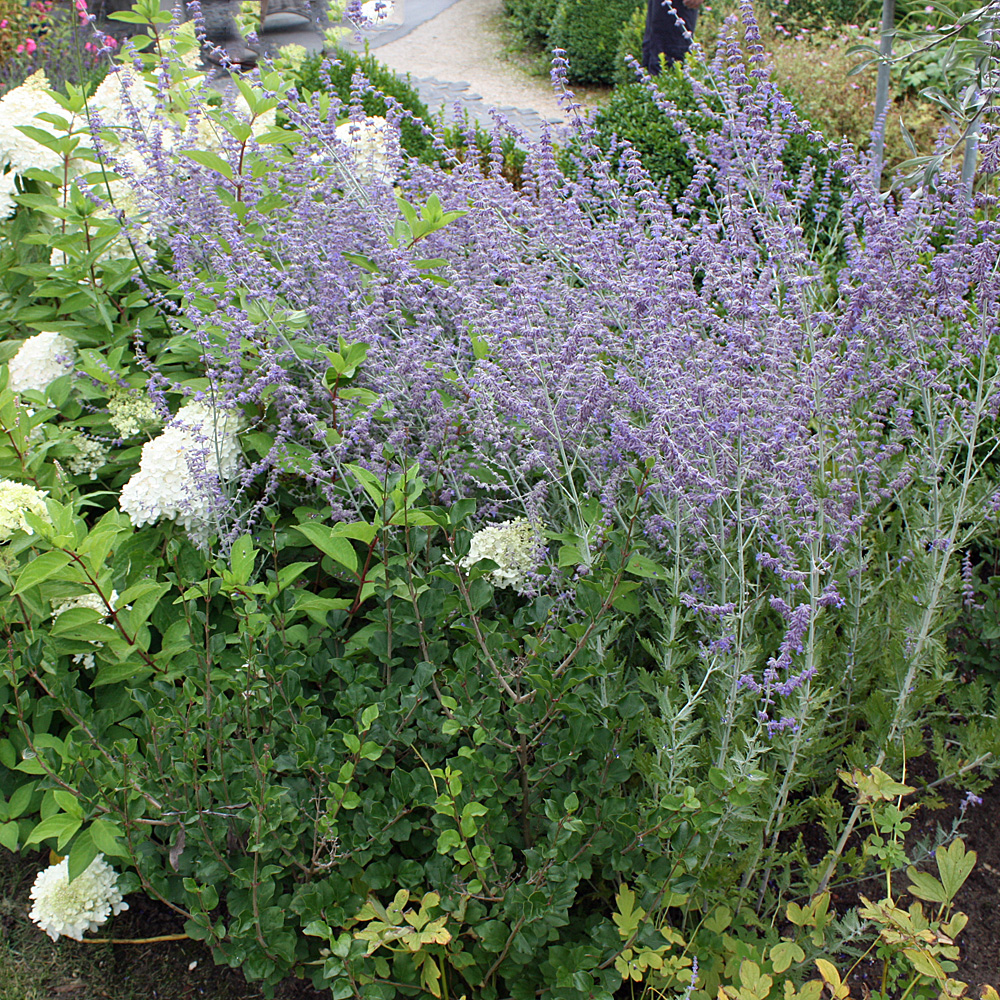 Blauraute, Staudenbeet