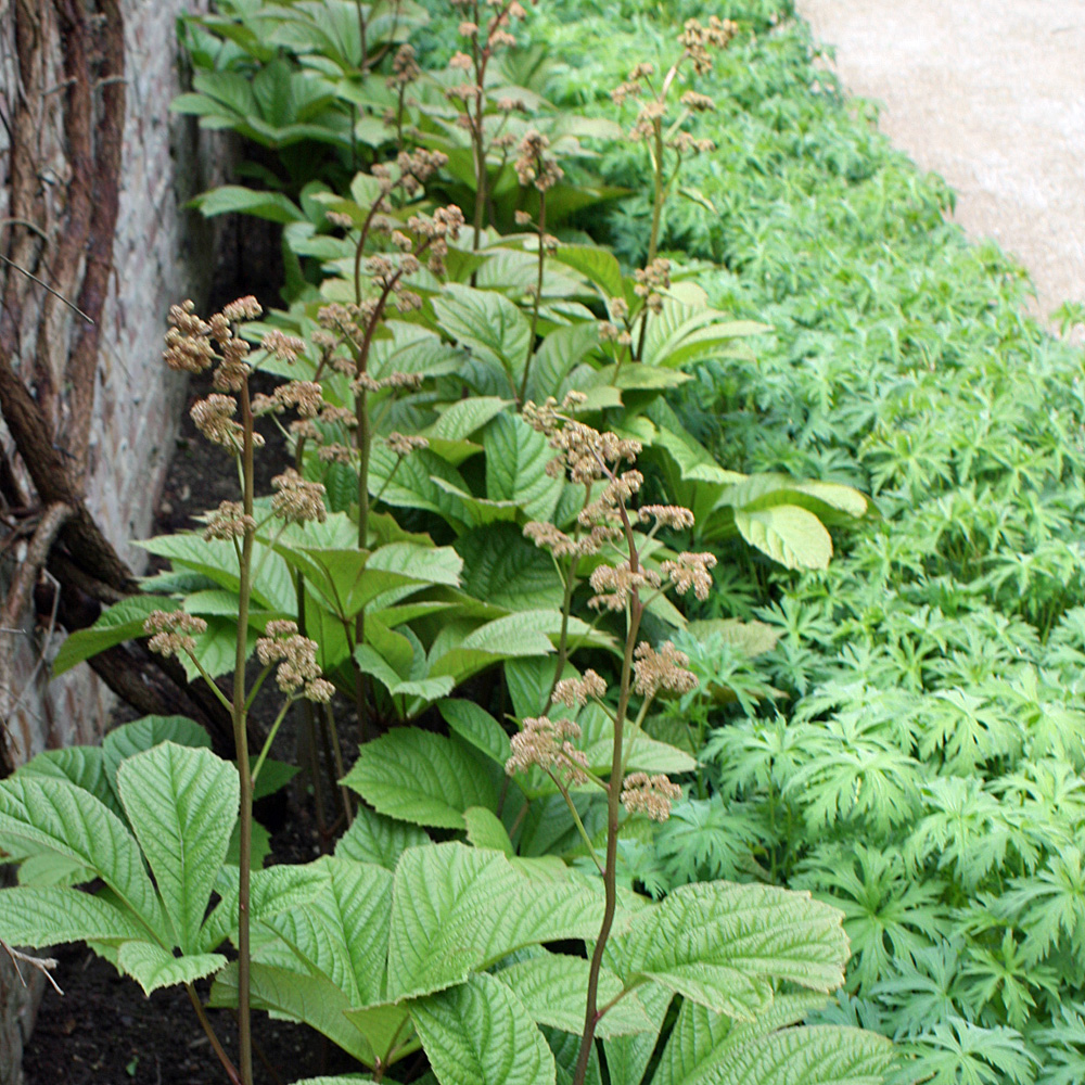 Kastanienblättriges Schaublatt, Rodgersia, Schattenpflanze