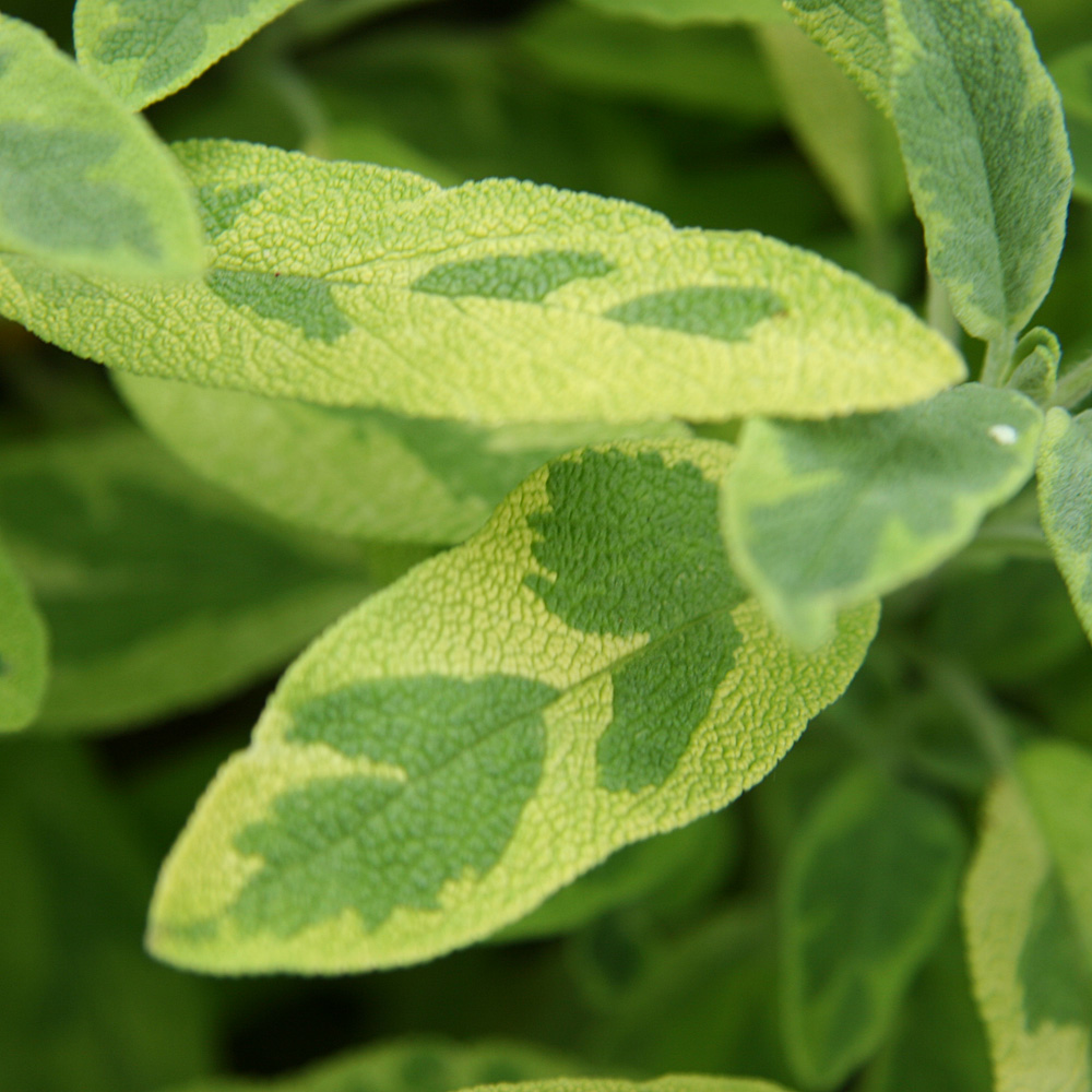 Salbei Icterina, Salvia, Blattschmuck