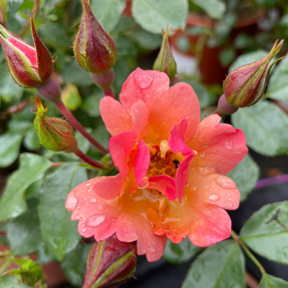 Bodendeckerrose 'Jazz ®'