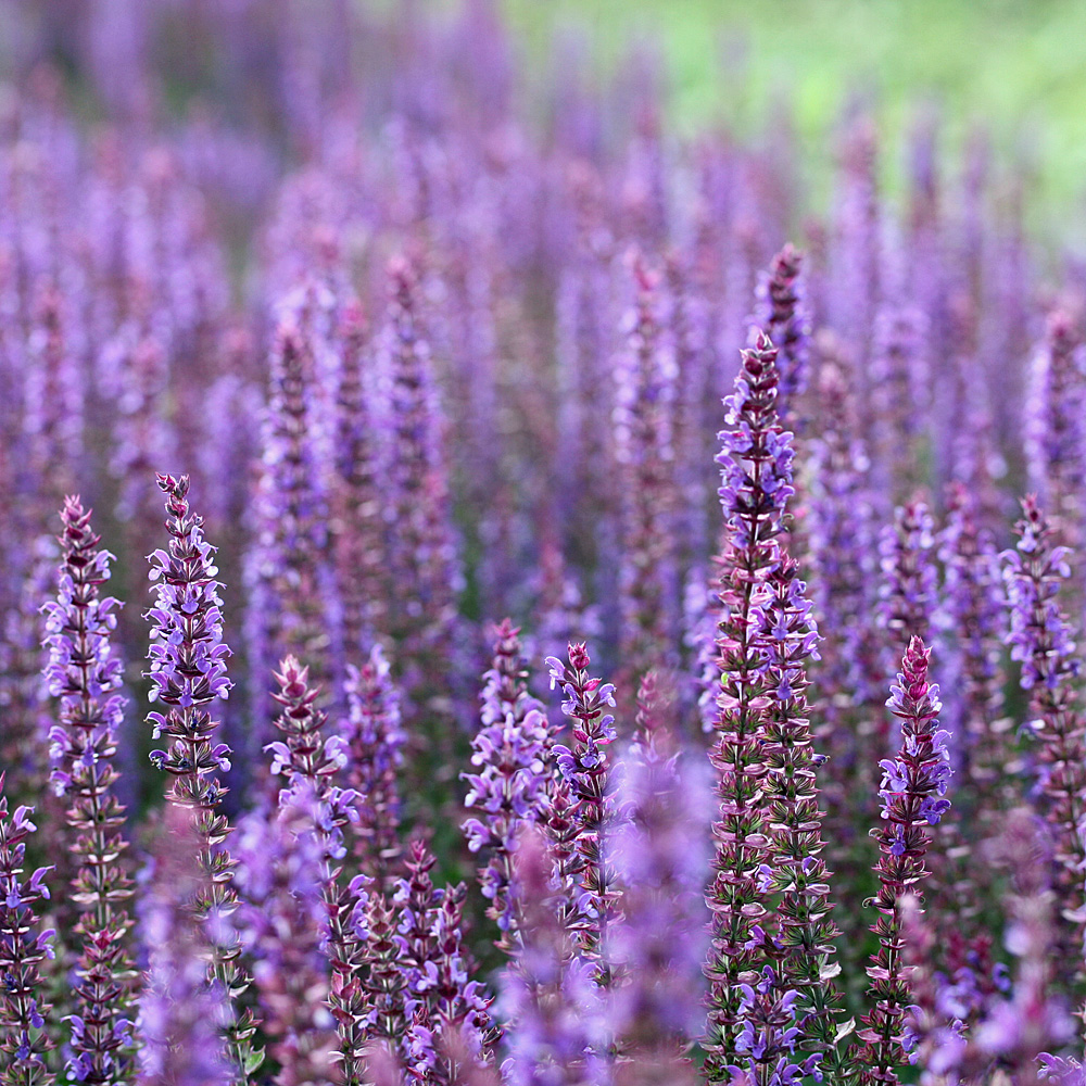 Salbei Ostfriesland, Salvia, Beetstaude,