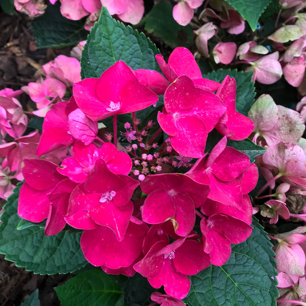 Bauernhortensie 'Hot Red'