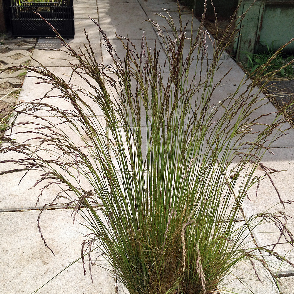 Blütenrispen, Festuca, Atlas Schwingel