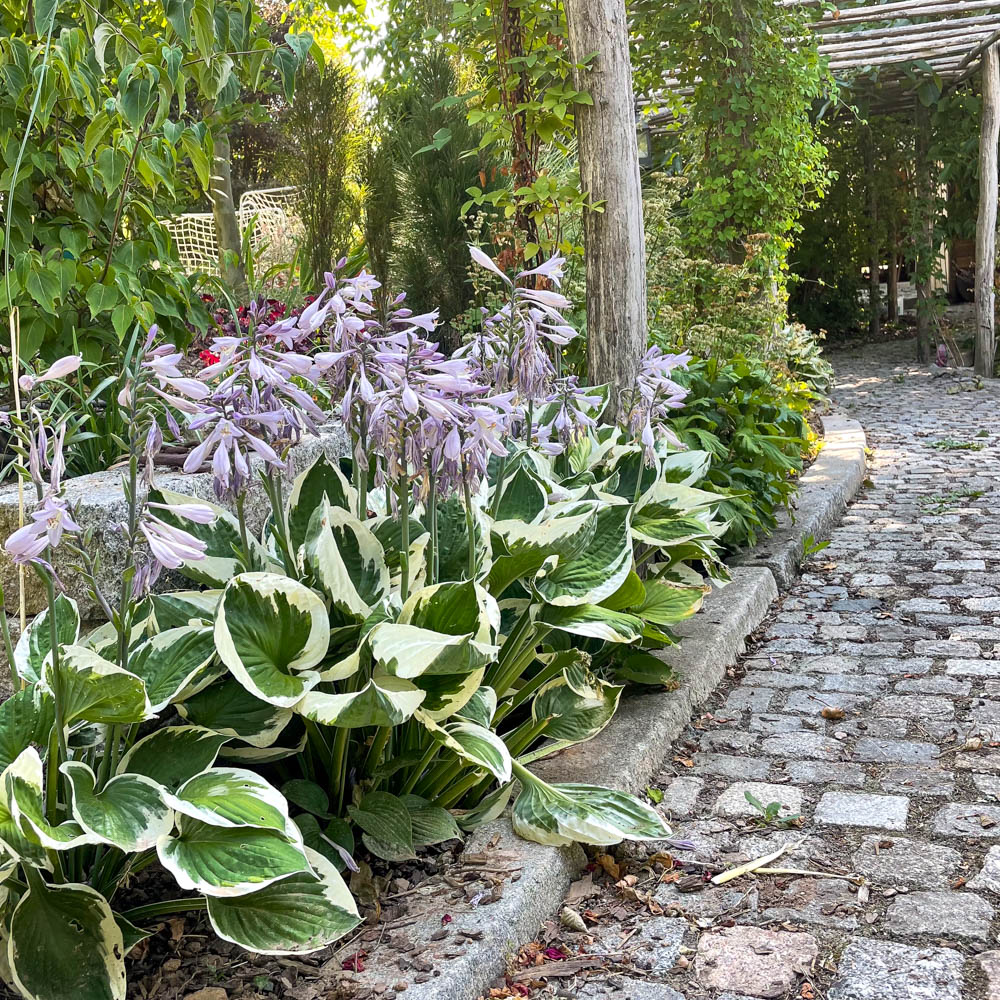 Funkie Patriot, Hosta, Blattschmuckstaude
